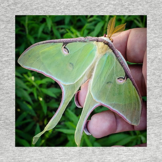 Luna Moth Friend by BellusBestia